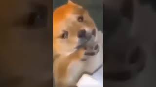 sorry dog 😅 #memes dog memes #viral #shorts #video #new #funny
