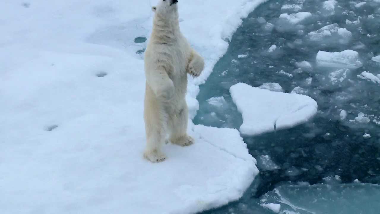 Magic Franz Josef Land