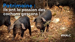 Patrimoine : ils ont la passion des cochons gascons !