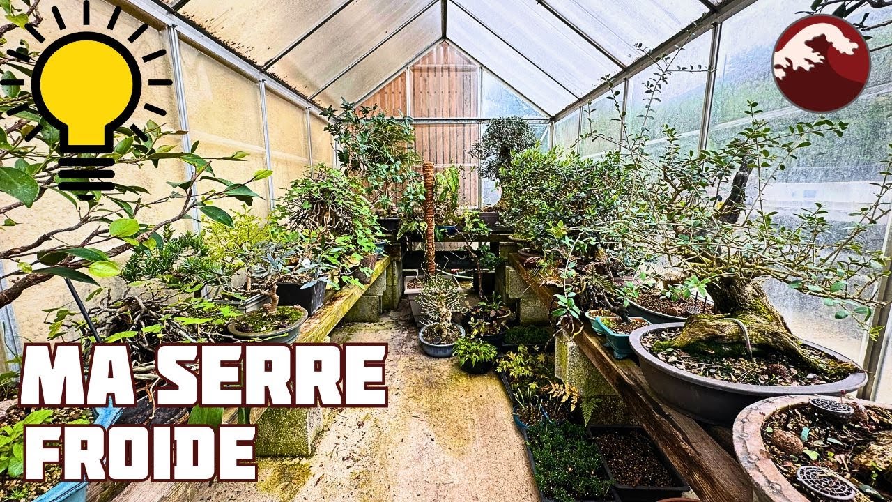 Comment Protéger un Bonsaï du Gel en Hiver ? 🌱 NEJIKAN BONSAI 🌱