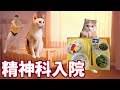 精神科に入院した時の話【猫ミーム】