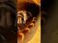 Centipedes become food for spiders.. #animals #shortvideos
