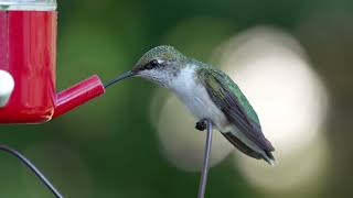 Ruby-throated Hummingbirds 08-15-26 RX10 V