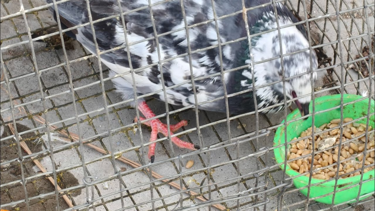 Kabootr ka lakwe ka ilaz / kabootr ko gardan tor mar diya ky