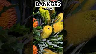 The Vibrant Splendor Of Banksia A Kaleidoscope Of Colors Blossoming