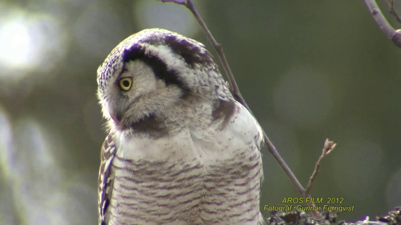 HÖKUGGLA Northern Hawk Owl (Surnia ulula) Klipp - 2185 
