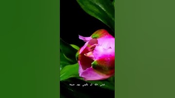 سوره يوسف ايه ٨٣ #foryou [القارئ:محمد هشام]🤍