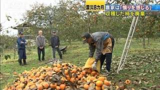 【原発】皇室献上の特産柿を廃棄　事故の影響（11/11/11）