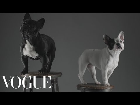 Video: 2015 Canine Fashion Forecast