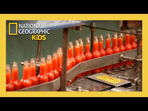 Learn How Hot Sauce is Made! 🌶️🥵 | Made in a Day Full Episode | @natgeokids