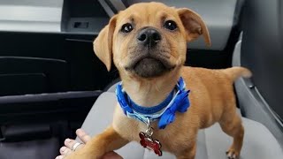 These dogs with personality can steal your heart 😁 Best Funniest Animal Videos by Funny Pet's Life 174,545 views 1 month ago 10 minutes, 21 seconds