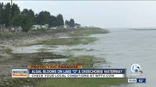 Algae warning for boaters: Harmful algae blooms found on Lake Okeechobee and Okeechobee waterway
