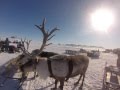 Новорыбное Хатанга Арктика  праздник оленеводов