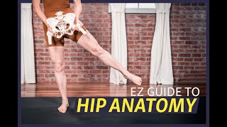 EZ Guide to Hip Anatomy