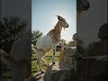 🐐 Amazing Goat Facts | Smart Farm Animal!