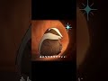 あんなアナグマ