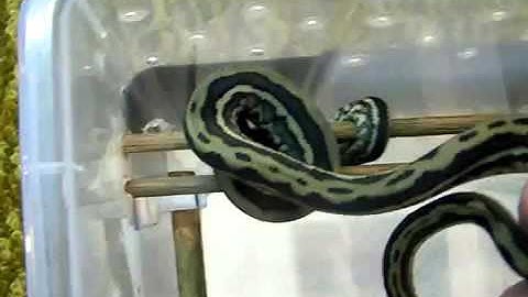 coastal carpet python with stripes