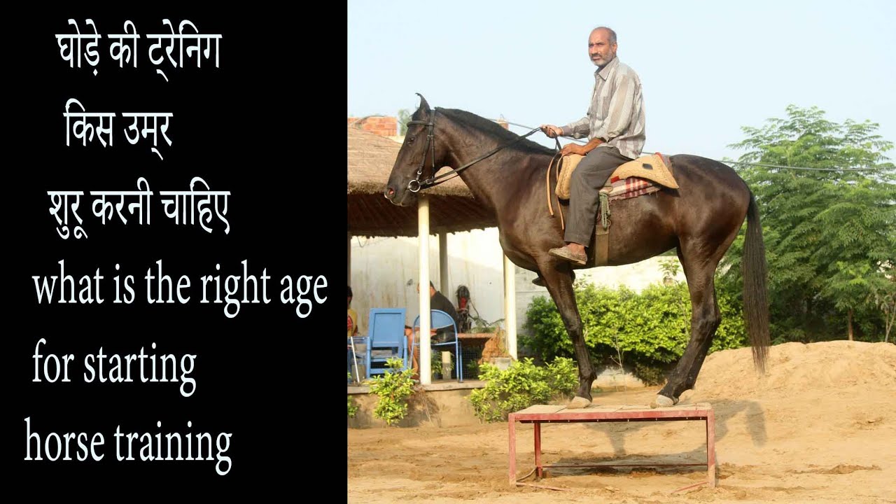 घोड़े की ट्रेनिंग किस उम्र  शुरू करनी चाहिए  what is the right age for starting horse training