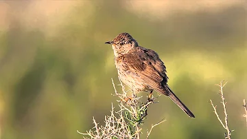 Sage Thrasher