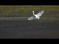 Great Egrets in Slow Flight (RX10 Mark IV)