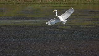 Great Egrets in Slow Flight (RX10 Mark IV)