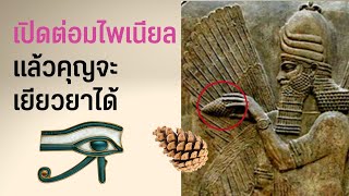 เปิดตาที่สามแล้วคุณจะมีพลังพิเศษ แอบรู้ความลับของต่อมไพเนียลที่คุณต้องรู้