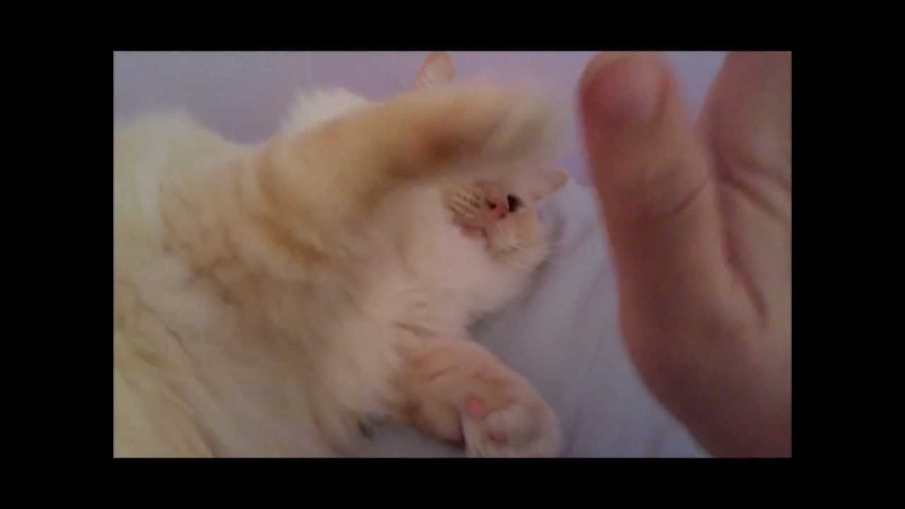 Fist Bump Cat