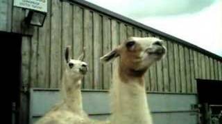 Llamas and Reindeer 'a' 140907
