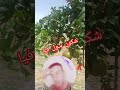 شكون سول فيا الفنان ادريس الودغيري 