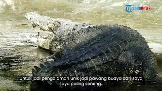 Cerita Wisnu Sang Pawang Buaya Terbesar di Jurug, Rawat Predator Ukuran 5 Meter Seperti Anak Sendiri