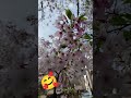 #sakura #shorts