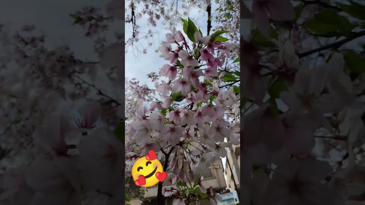 #sakura #shorts