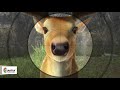 Cease hunt a 3d animation short film by students of creative multimedia hyderabad