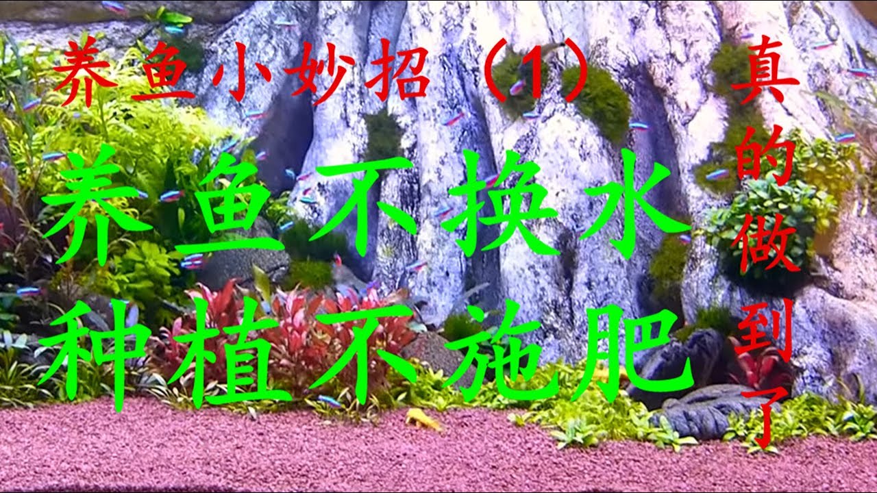 养鱼小妙招2 养 草 金鱼 金鱼藻造景 珊瑚石抑酸 效果特好 Youtube