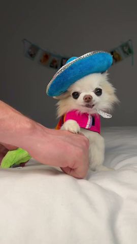 I'm a Cha-Cha-Chihuahua Cedric, the SMALLEST dog 😋 #Chihuahua #Dog #FunnyDog