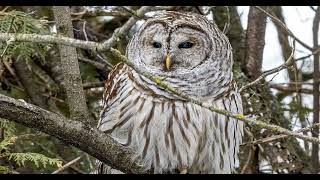 Barred Owl Olympus OM-1, 40-150mm f2.8, 300mm f4.0, MC-20. My very first Barred Owl