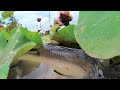 Lucky Day! Lotus Lake Fishing - I caught a lot of snakehead fish &amp; Catfish in Little Water