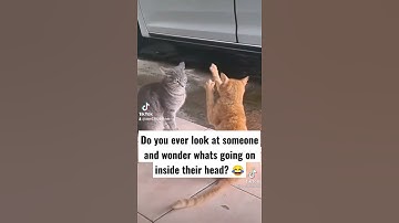 I think the Ginger Cats high on Catnip! 😂