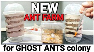 CUP ANT FARM Version2.0 (double water tower) | D colony
