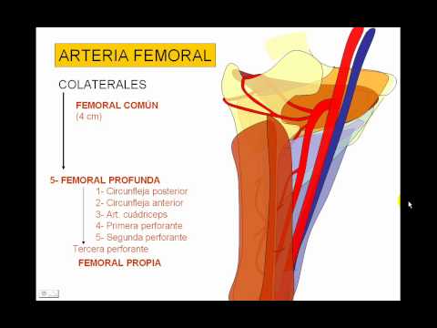 Resumen del miembro inferior anatomia pdf