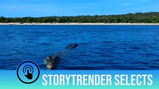 Celebrity Massive crocodile attacks drone Profile