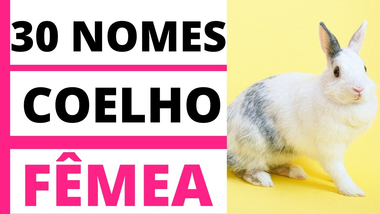 Nomes Para Coelhos Femininos - NAZAEDU