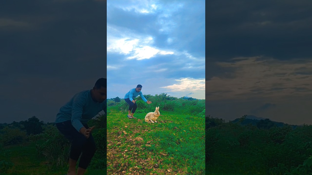 rabbit catching new funny 