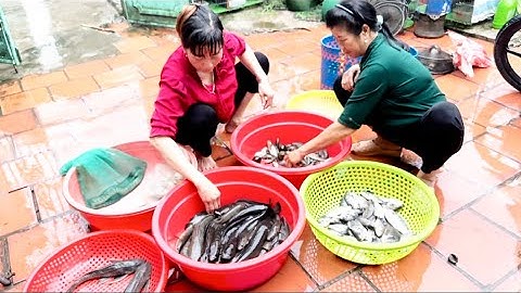 NƯỚC LÊN THĂM LỜ TRÚNG CÁ LÓC CÁ TRÊ TO MÊ QUÁ TOÀN CÁ NGON MỜI CẢ NHÀ THĂM LỜ TRÚNG CÁ CÙNG NHÂN LÊ