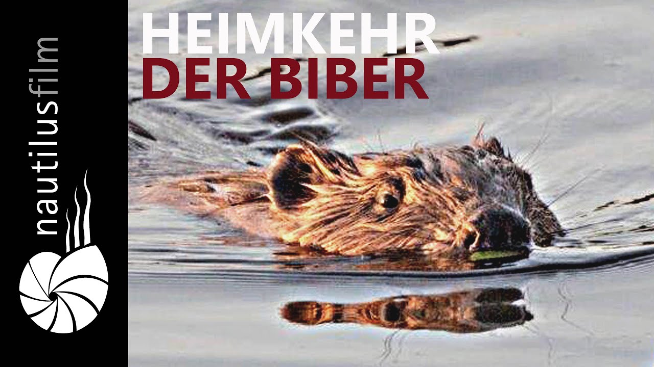 Heimkehr der Biber | Naturdokumentation | Jan Haft