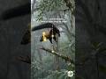How a Marten's Tail Cancels Torque | Centre of Mass in the Wild 🌫️ #shorts