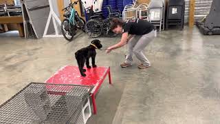New Agility/Cat Challenge 'Xoan' 10 Wks Giant Schnauzer SD Participant Learning The Ropes @ PDS