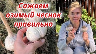 видео: Пора сажать ОЗИМЫЙ ЧЕСНОК 🧄 Правила посадки для отличного урожая картинка: Пора сажать ОЗИМЫЙ ЧЕСНОК 🧄 Правила посадки для отличного урожая