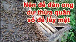 Nên để đàn ong dư thừa quân số để lấy mật