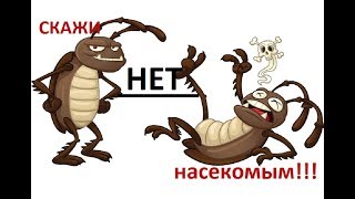Как избавится от насекомых, перо ед, клещи, блохи, вши, мухи, комары, осы Как избавится от насекомых, перо ед, клещи, блохи, вши, мухи, комары, осы